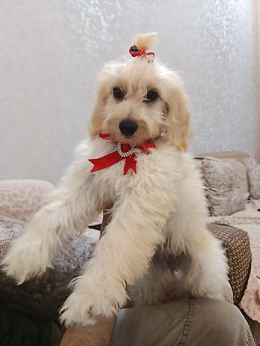 dişi it: Pudel, 3 ay, Dişi — 2