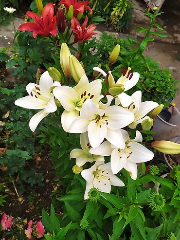 Другие садовые цветы и кустарники: Продаю уличные цветы многолетние оптом и в розницу. Дельфиниумы — 14