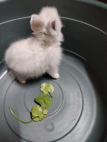 Gəmiricilər: Dekorativ karlik dovşanlar.1 aylıq — 2