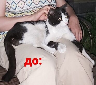 домашние питомцы: 5 лет, Мальчик, Метис