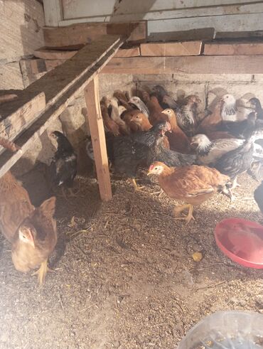 Cücələr: Toyuq cücələri, Ətlik — 2