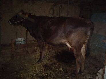 молочная корова: Продаю | Корова (самка) | Алатауская | Для молока