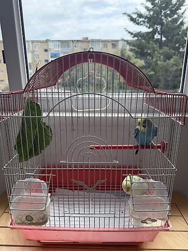 попугай ожереловый купить: Tutuquwular diwi ve erkek satilir qefesle — 3