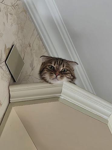 отдам котят: Британская вислоухая, Самка, В добрые руки, Самовывоз — 3