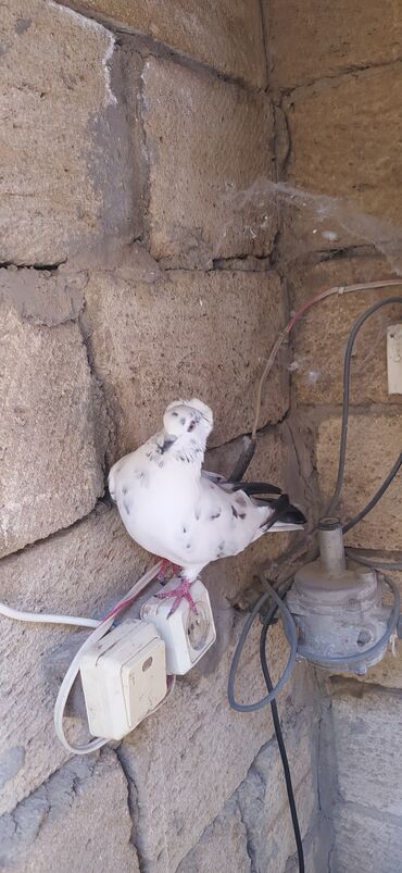 стрижка собак на дому недорого: Erkekdir