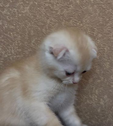 Pişiklər: Şotland yastı qulaq, Erkək, Dişi, Yaxşı əllərə, Ünvandan götürmə, Ödənişli çatdırılma, Pulsuz çatdırılma — 2