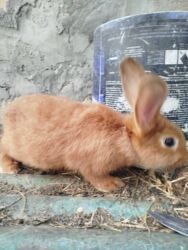 Dovşanlar: Temiz Burgun balalar. var satiwda diwi ve erkey 1 erkey 2 diwi — 3