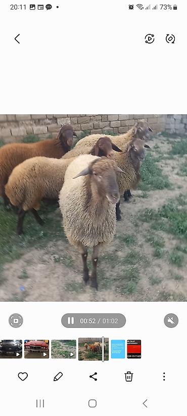 Quzu: 5 baş quzular öz Həyətimin Heyvanlaridir — 1