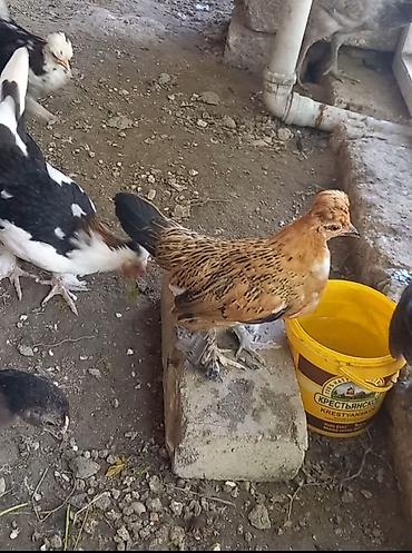 K/t heyvanları və malları: Toyuq, Damazlıq — 9