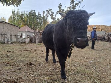 Коровы, быки: Продаю | Бык (самец) | На откорм | Племенные — 4