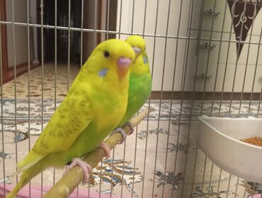 Tutuquşları: Çex tutuquşu balaları satılır 2 aylıqdırlar 3-ü birlikdə 56 manat — 9