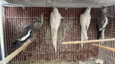 əbabil quşunun qiyməti: Korella yanaqsız 2 hazır cütdü 1 tək bala alınıb hazırda yuva