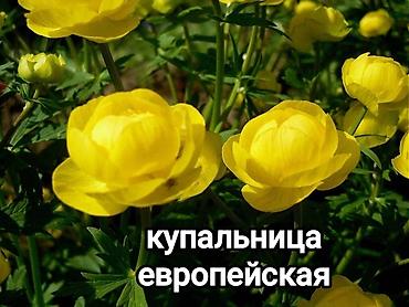 Другие садовые цветы и кустарники: Хосты и садовая фуксия — сортовые растения для вашего сада. - Hosta — 7
