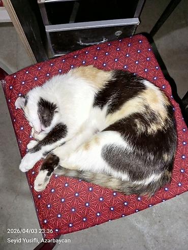 Pişiklər: Dişi, Yaxşı əllərə — 12