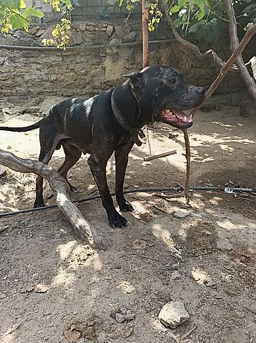 pitbull satılır: Pitbul, 2 ay, Dişi — 2