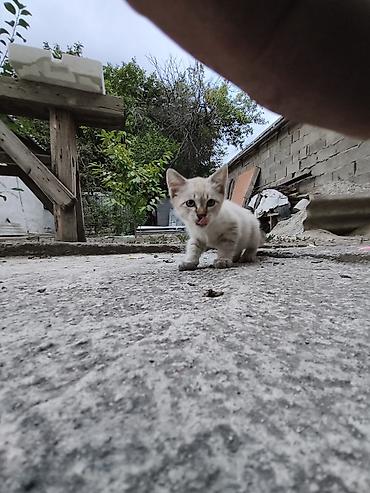 котята простые: Котят Отдам даром район мыкан — 2