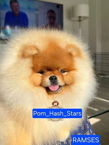 kupujem prodajem pomeranac: Najlepsi Pomeranci Boo samo u Pom_Hash_Starsu, bebe najkrace njuskice — 10