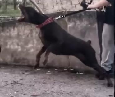 itlerin satisi 2018: Doberman, 3 il, Dişi, Peyvəndli — 5