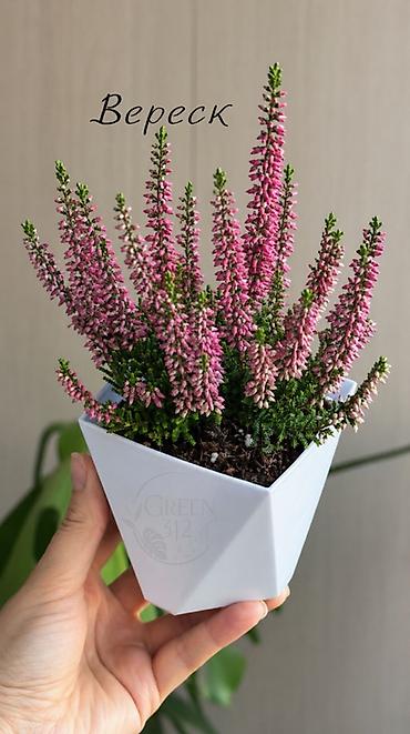 цветок каланхоэ красные цветы: 🌿Вереск (Calluna vulgaris) в декоративном горшке Можно выращивать как — 1