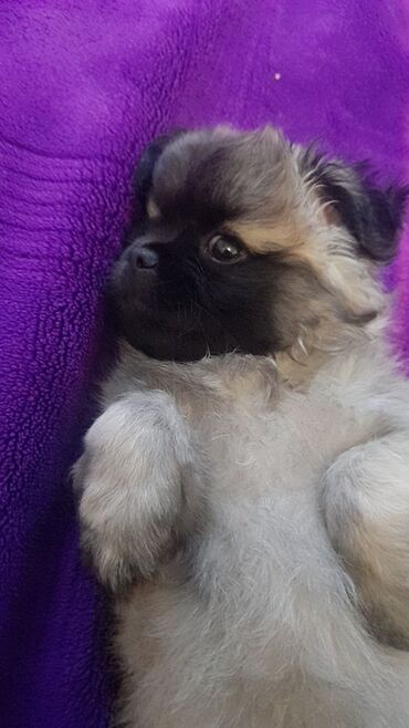 İtlər: Pekines, 3 ay, Erkek, Cütləşmə üçün, Ünvandan götürmə