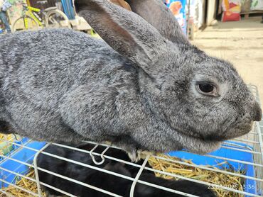 Кролики: Продаю | Кролик самец | Французский баран | Для разведения | Племенные — 4