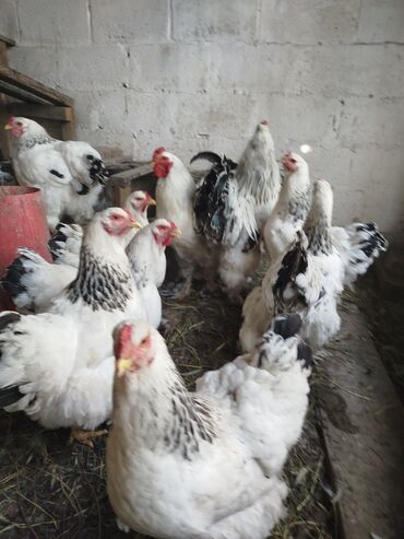 курица гриль цена бишкек: Продаю | Цыплята | Брама