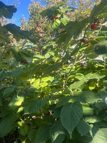 Продажа домов: Дом, 100 м², 4 комнаты, Собственник, Старый ремонт — 14