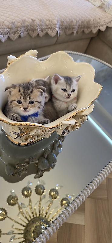 ragdoll pisik: Şınşıla cins pişiklər həm dişi həm erkek . öz pişiyimin balalarıdı — 3