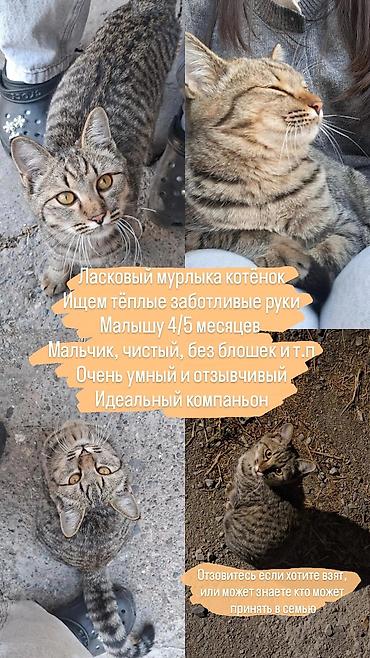 Кошка даром: Беспородная, 4 месяца, Мальчик
