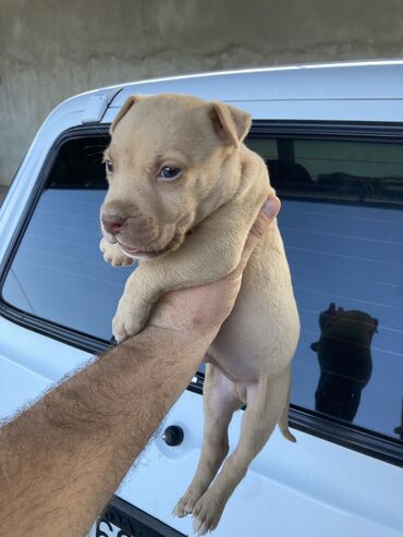pitbul satilir: Pitbul, 1 ay, Erkek, Peyvəndli, Pulsuz çatdırılma