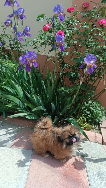 balaca tuklu itler: Pekines, 3 ay, Erkek, Peyvəndli, Ödənişli çatdırılma, Ünvandan götürmə