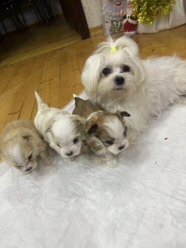 İtlər: 1 ay, Erkek, Peyvəndli — 7