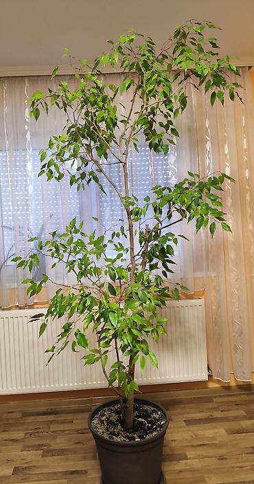 trupac biljka: Veliki sobni fikus benjamin (Ficus benjamina) u saksiji. - Visina — 1