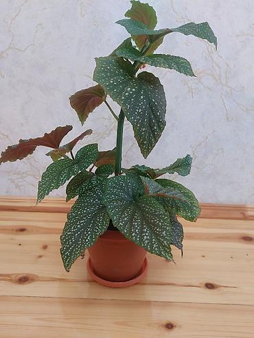 beqoniya: Qapalı güllər – 2 növ dekorativ bitki birgə 1) Aspidistra (Cast Iron — 3