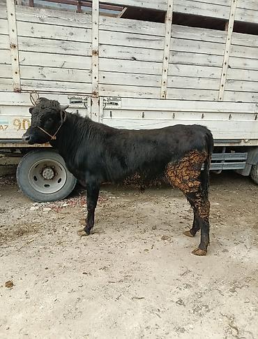 Inəklər, öküzlər: Inəklər, öküzlər — 12