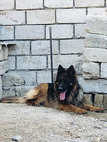 it sekli: Alman çoban iti, Erkək, Peyvəndli — 3