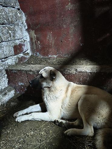 kangal satilik: Kanqal, 7 ay, Dişi, Peyvəndli — 1