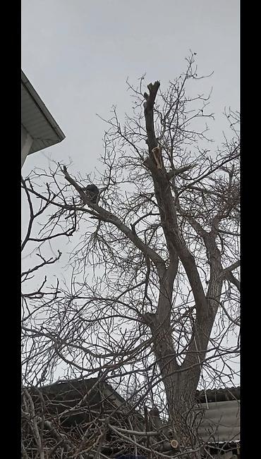 Спил деревьев, заготовка дров: Предлагается профессиональная услуга по обрезке и удалению деревьев — 9