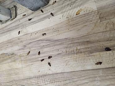 Дезинфекция, дезинсекция: Дезинфекция, дезинсекция, | Клопы, Блохи, Тараканы, | Транспорт, Офисы, Квартиры — 3