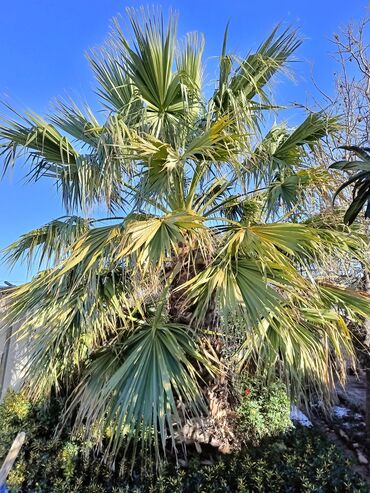 Ağaclar: Orginal Vaşinqton palmalar 10-12-illik 6-7 metrlikdi. qiymətdə — 2