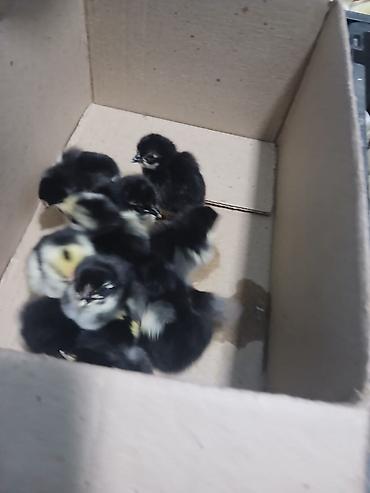 Digər quşlar: Her nov cuce satişi. xarkov çil 2m xarkov 1.50m atkas 3m avstroluq 3m — 15