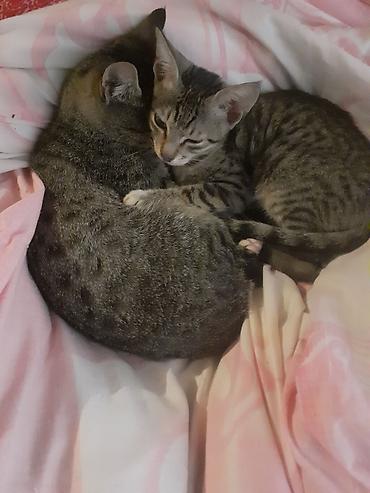 отдать собаку в хорошие руки: Lənkəranda etibarlı əllərə ana bala pişiklər🐈🐈🐈sahibləndirilir.Şirin — 3