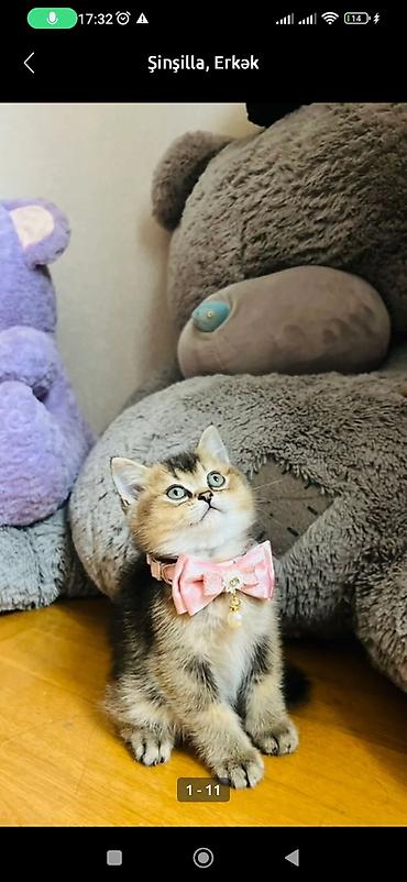 Pişiklər: Şinşilla, Erkək — 3