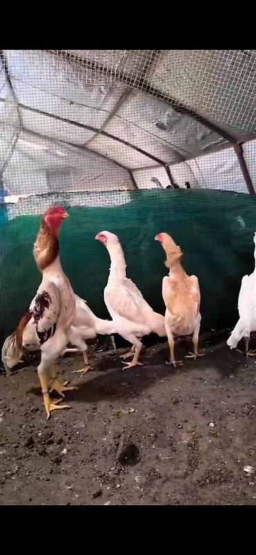 Cücələr: Toyuq cücələri, Damazlıq — 1