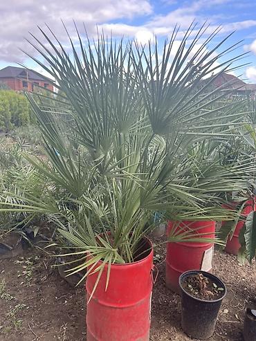 palm: Limon şam ağacı– dekorativ iynəyarpaqlı Lelandra Sekas Finik Tuya — 7