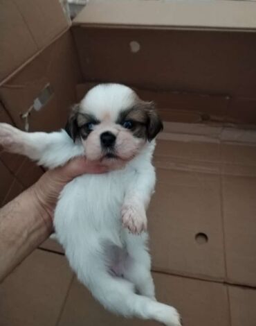 i̇tlər pekines: Pekines, 2 ay, Dişi