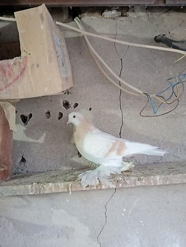 Птицы: Продаю молодых голубей 1 шт стоит пятьсот сом окончательно родители — 23