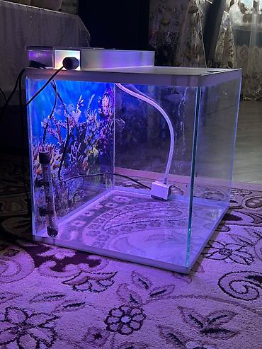 su suzən daslar: Dördbucaq akvarium, Boş, 77 l, Ünvandan götürmə — 2