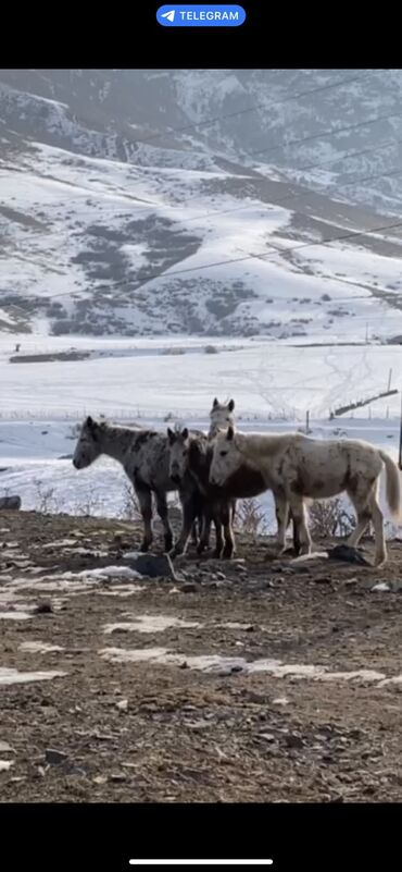 Лошади, кони: Продаю | Жеребенок | Для разведения | Племенные