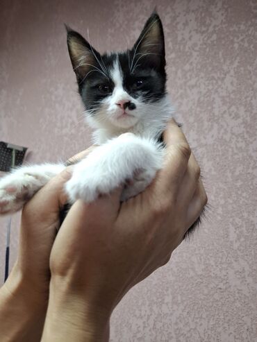 бенгальский кот купить: В добрые руки отдадим чудо девочку,очень умная и чистоплотная